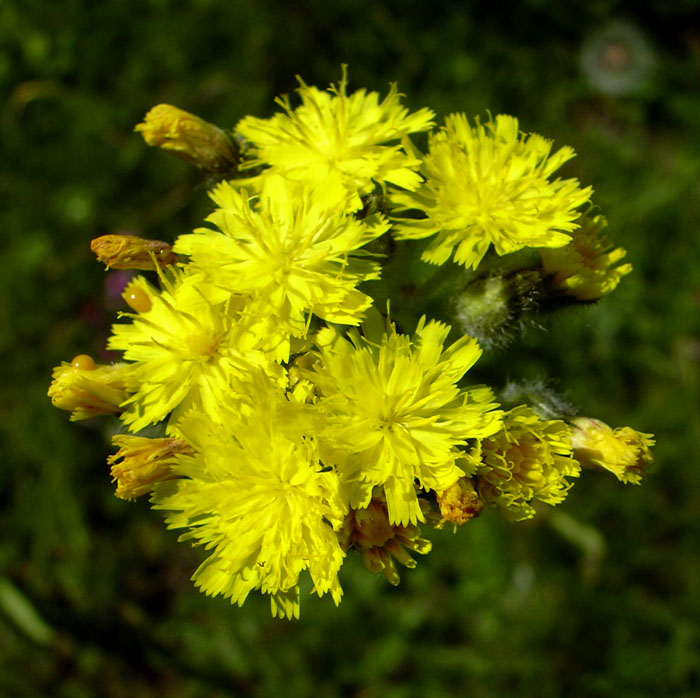 Aiuto per determinazione Hieracium